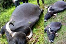 गव्यांची झुंज, गरोदर मादीने जीव गमावला