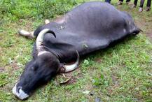 आंबा घाटात गव्यांची झुंज, गरोदर मादीचा मृत्यू