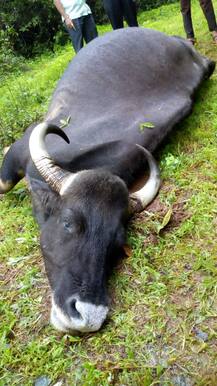 गव्यांची झुंज, गरोदर मादीने जीव गमावला