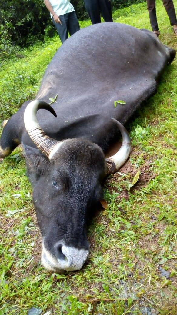 कोल्हापूर- रत्नागिरी रस्त्यावरील आंबा गावाजवळ बुधवाडीच्या मानवी वस्तीत गरोदर मादी गव्याचा मृत्यू झाला. 