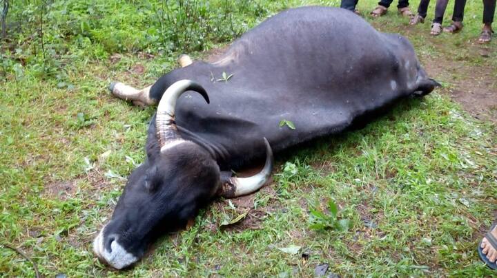 आंबा गावाजवळीत वनविसावा रिसॉर्ट परिसरात रविवारी रात्री ही घटना घडली. 
