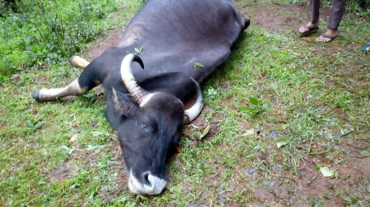 नाचणीच्या शेतात दोन गव्यांची झुंज झाली. त्यात गरोदर असलेल्या मादी गव्याचा मृत्यू झाला. 