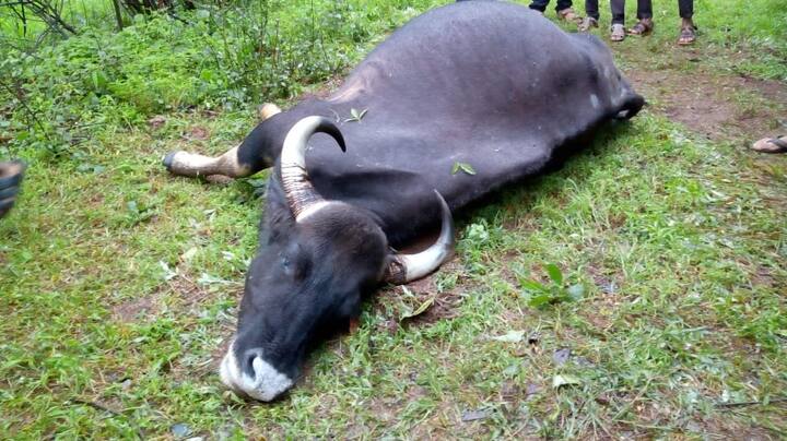 गावकऱ्यांना आज सकाळी या घटनेबाबत समजलं. स्थानिकांनी याची माहिती वन विभागालाना दिली आहे, परंतु अद्याप वन कर्मचारी इथे पोहोचलेले नाहीत. 