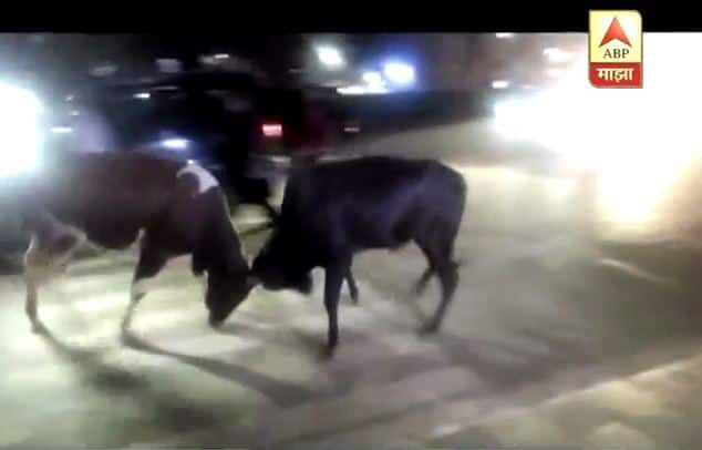 VIDEO : मोदींच्या ताफ्यासमोर बैलांची झोंबी Bull fight in front of PM Modi car in Varanasi VIDEO : मोदींच्या ताफ्यासमोर बैलांची झोंबी
