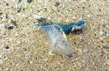 मुंबईच्या समुद्रकिनाऱ्यांवर विषारी ‘ब्लू बॉटल’ जेलीफिश