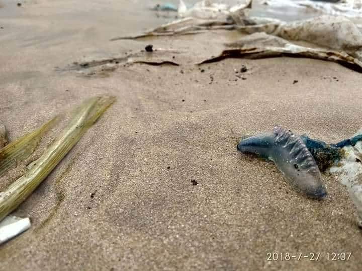 blue bottle jellyfish bite 5 people on girgaon chaupati गिरगाव चौपाटीवर 'ब्लू बॉटल' जेलीफीशचा पाच जणांना दंश