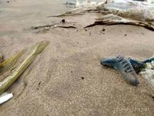 गिरगाव चौपाटीवर \'ब्लू बॉटल\' जेलीफीशचा पाच जणांना दंश