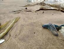 मुंबईच्या समुद्रकिनाऱ्यांवर विषारी ‘ब्लू बॉटल’ जेलीफिश