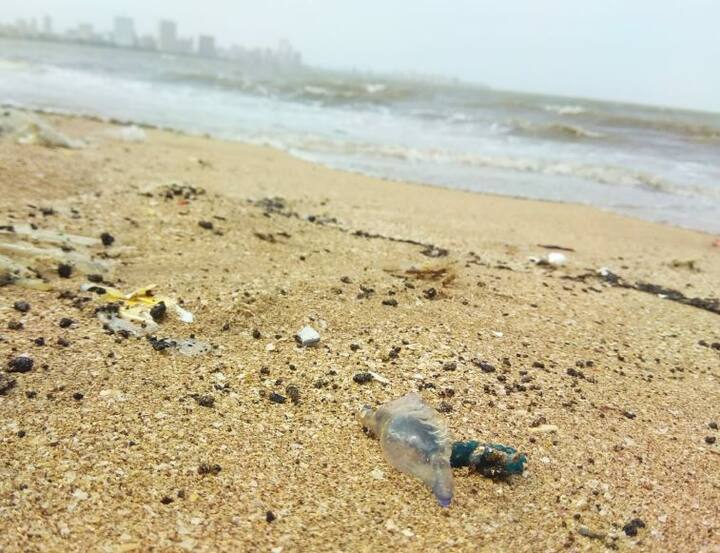 ‘ब्लू बॉटल’ जेलीफिशचे शरीर दोन इंच आकाराचे निळ्या रंगाचे फुग्यासारखे असते, तसेच सात इंच दोरीसारखे पाय असतात. ‘ब्लू बॉटल’ जेलीफिशने डंख केल्यास त्या ठिकाणी लाल रंगाचे व्रण उठून गाठ येते आणि असह्य वेदनाही होतात. 