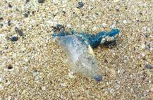 मुंबईच्या समुद्रकिनाऱ्यांवर विषारी ‘ब्लू बॉटल’ जेलीफिश