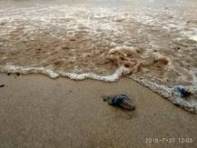 मुंबईच्या समुद्रकिनाऱ्यांवर विषारी ‘ब्लू बॉटल’ जेलीफिश