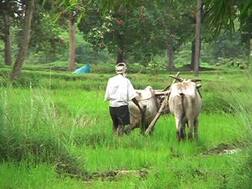 कर्जमाफीस पात्र असलेल्या शेतकऱ्यांकडून कोणतंही व्याज वसूल न करता, पीककर्ज द्यावे : औरंगाबाद खंडपीठ