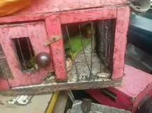 भविष्य सांगणाऱ्या पोपटांची सुटका, भोंदू बाबांवर गुन्हा