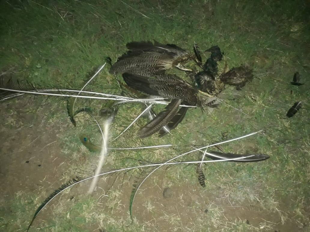 सोलापुरातील मालेगावात 25-30 मोरांचा मृत्यू 25 - 30 Peacock dies in Solapur latest updates सोलापुरातील मालेगावात 25-30 मोरांचा मृत्यू