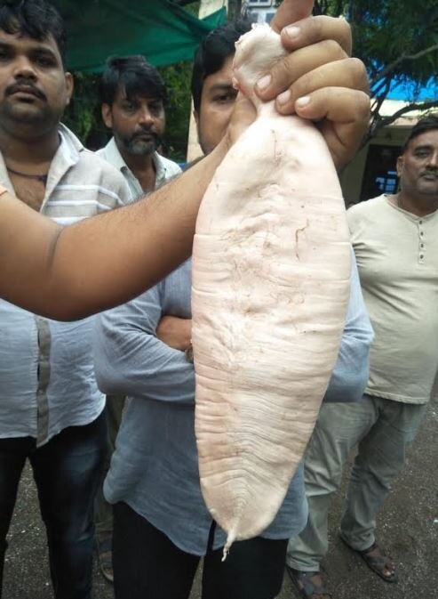 Ghol fish Lung bag sold at rupees 550000 lakh in Palghar पालघरमध्ये घोळ माशाच्या बोथाला 550000 रुपयांचा विक्रमी भाव