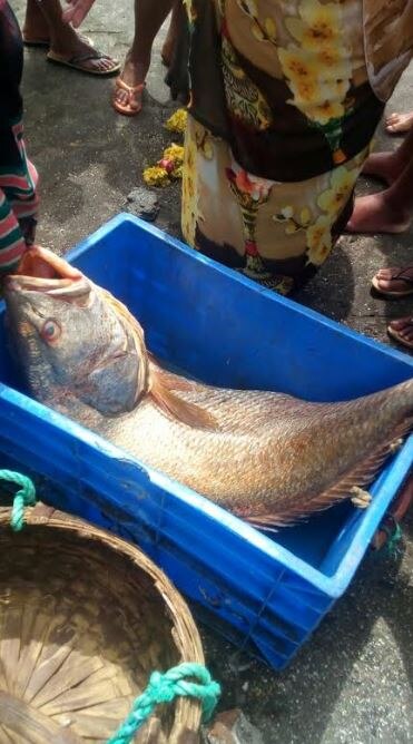 पालघरमध्ये घोळ माशाच्या बोथाला 550000 रुपयांचा विक्रमी भाव