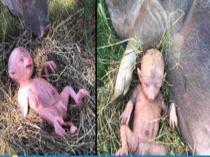Viral Check : Pig gave birth to human baby in Sanjay Gandhi National Park? latest update वायरल चेक : संजय गांधी राष्ट्रीय उद्यानात डुकराला मानवी बाळ?