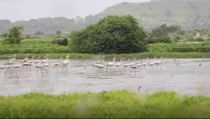 मुंबईपासून अवघ्या काही मिनिटांच्या अंतरावर असलेल्या उरण तालुक्याच्या पश्चिम किनारपट्टीनजीक हे 'फ्लेमिंगोज' गेल्या अनेक वर्षांपासून दिसून येतात.