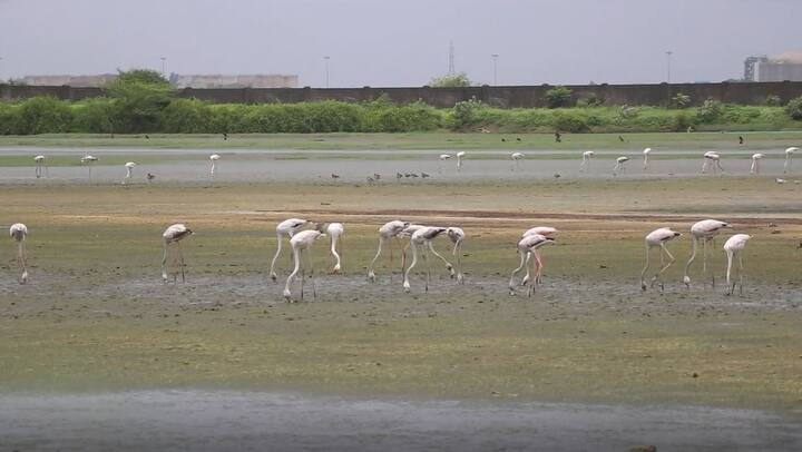 उरण तालुक्यातील जेएनपीटी बंदर परिसर, पाणजे आणि डोंगरी गावादरम्यान असलेल्या पाणवठ्यामध्ये हे परदेशी पाहुणे असलेले 'फ्लेमिंगो' दरवर्षी हजेरी लावतात.