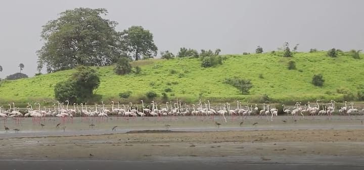 रस्त्याच्या अगदी कडेला दिसणारे ह्या फ्लेमिंगोजचे फोटो काढण्यासाठी अनेक फोटोग्राफर्स येथे येतात. 