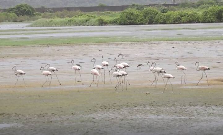 निसर्गरम्य वातावरणात या गुलाबी फ्लेमिंगोजना पाहणे ही जणू पर्वणीच बनली आहे.