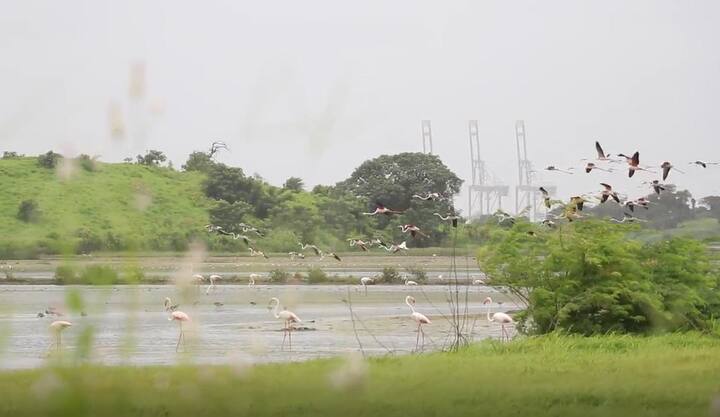 उरण येथे हजेरी लावलेल्या या परदेशी  पाहुण्यांमध्ये गुलाबी रंगाच्या मध्यम उंचीच्या फ्लेमिंगोजची संख्या अधिक आहे.