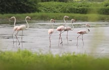 उरणमध्ये गुलाबी फ्लेमिंगोजचे आगमन