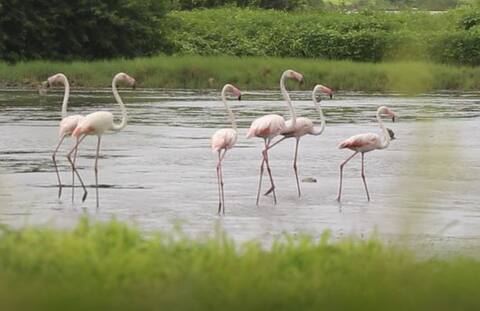 उरणमध्ये गुलाबी फ्लेमिंगोजचे आगमन उरणमध्ये गुलाबी फ्लेमिंगोजचे आगमन
