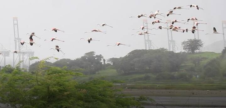  फ्लेमिंगोजना मान खाली घालून नाचताना आणि आकाशात भरारी घेताना पाहणं हे एक पर्वणी आहे.