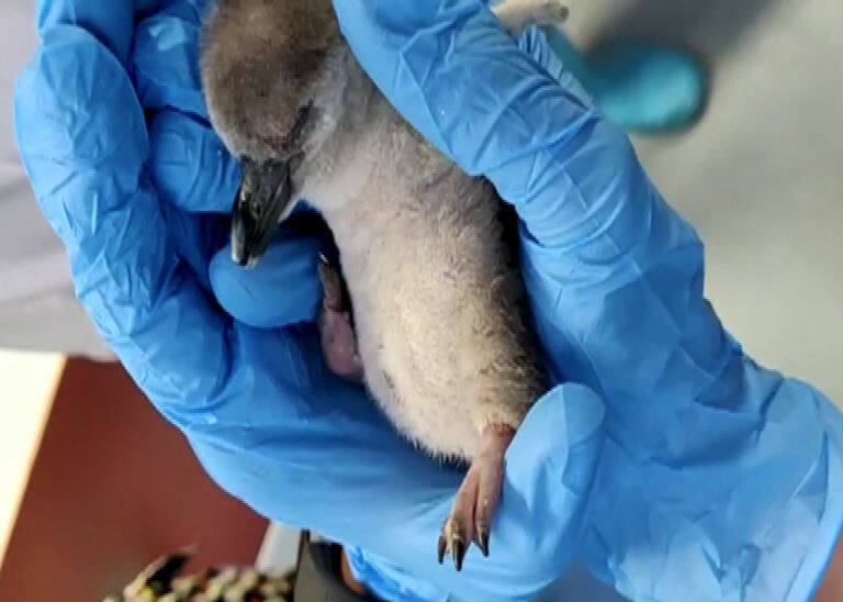 African penguins are at the verge of extinct African penguin: இப்படி ஒரு சிக்கல்.. 2% மட்டுமே மிச்சம்! - அழிந்து வரும் ஆப்பிரிக்க பென்குயின்கள்..!