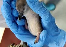 African penguin: இப்படி ஒரு சிக்கல்.. 2% மட்டுமே மிச்சம்! - அழிந்து வரும் ஆப்பிரிக்க பென்குயின்கள்..!