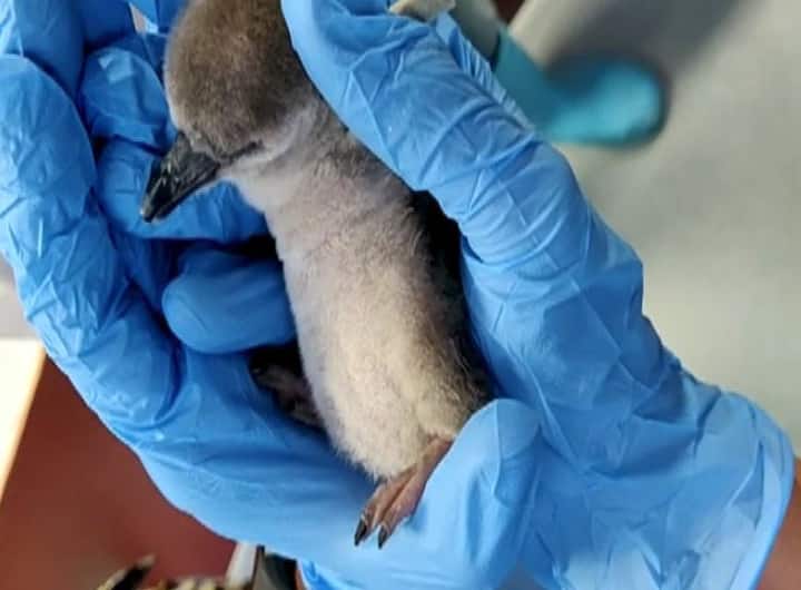 नवीन पाहुण्यांचा नाव नेमकं काय ठेवणार याची उत्सुकता वाढली आहे.