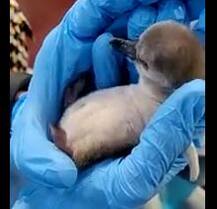 राणीच्या बागेत नव्या पाहुण्याचं आगमन