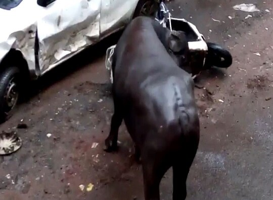 Bhiwandi : Bull brought for Qurbani on Eid goes out of control latest update कुर्बानीला आणलेला रेडा झाला वेडा, वाहनांची तोडफोड