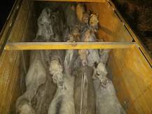 अमानुष पद्धतीने उंटांची तस्करी, मांस आणि कातडीची परदेशात विक्री