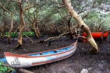 खारफुटी वनांची कत्तल ही नागरिकांच्या मुलभूत अधिकारांचं उल्लंघन : हायकोर्ट