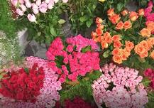 सांगलीत रंगीबेरंगी फुलांचं प्रदर्शन