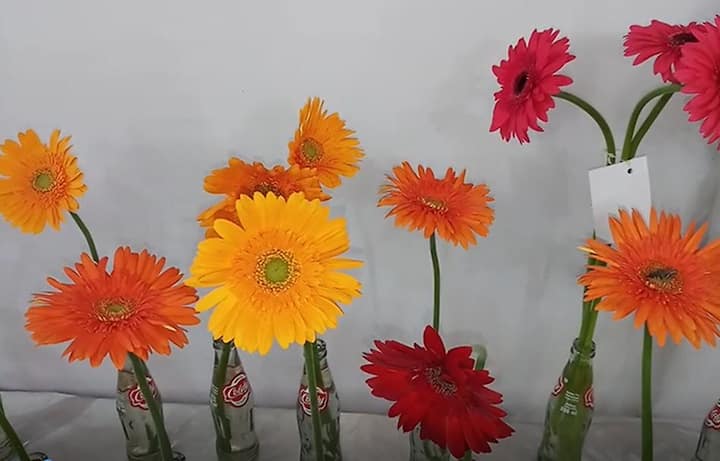 रंगीबेरंगी फुले आणि त्यापासून तयार केलेले देखावे पाहण्यासाठी सांगलीकर मोठ्या संख्येने हजेरी लावत आहेत.
