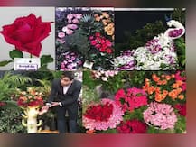 सांगलीत रंगीबेरंगी फुलांचं प्रदर्शन