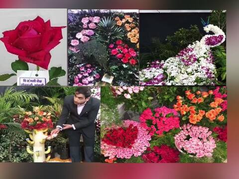 सांगलीत रंगीबेरंगी फुलांचं प्रदर्शन सांगलीत रंगीबेरंगी फुलांचं प्रदर्शन
