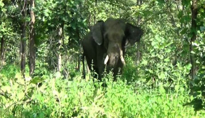 Yavatmal : Crazed elephant kills women वाघिणीला जेरबंद करण्यासाठी आलेल्या हत्तीचा हैदोस, महिलेचा मृत्यू