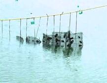 ऊस पट्ट्यात मोत्यांची शेती, पंढरपुरातील शेतकऱ्याचा प्रयोग, लाखोंच्या उत्पन्नाची अपेक्षा