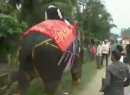 VIDEO : मिरवणुकीत उपसभापती हत्तीवरुन पडले, दुखापत नाही Video : Newly-elected deputy speaker of Assam assembly Kripanath Mallah falls off an elephant VIDEO : मिरवणुकीत उपसभापती हत्तीवरुन पडले, दुखापत नाही