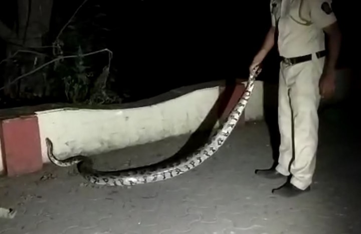 Mumbai : 9 feet long python found at BKC मुंबईत बीकेसीमध्ये 9 फूटी अजगर पकडला