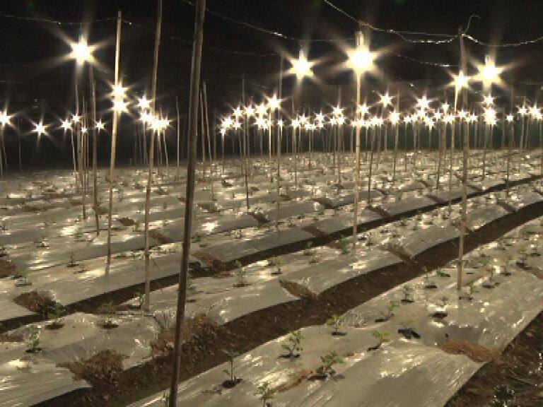 एलईडी बल्बने शेवंती फुलवण्याचा प्रयत्न, सांगलीत अनोखा प्रयोग