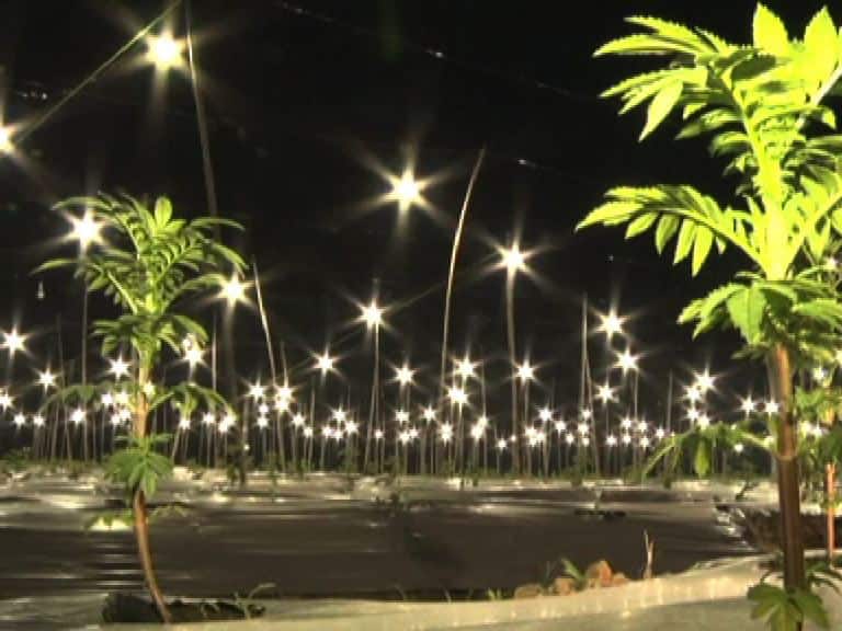Sangli | LED Lighting in farms for Growth shevanti एलईडी बल्बने शेवंती फुलवण्याचा प्रयत्न, सांगलीत अनोखा प्रयोग