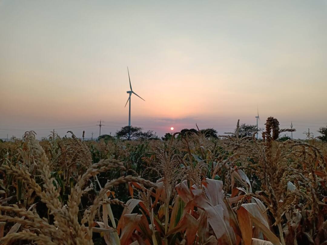 drought situation in sangli, water crisis in various talukas सांगलीतील 7 तालुके भीषण दुष्काळाच्या छायेत, उभी पीकं करपली