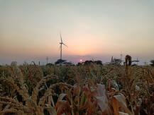 सांगलीतील 7 तालुके भीषण दुष्काळाच्या छायेत, उभी पीकं करपली