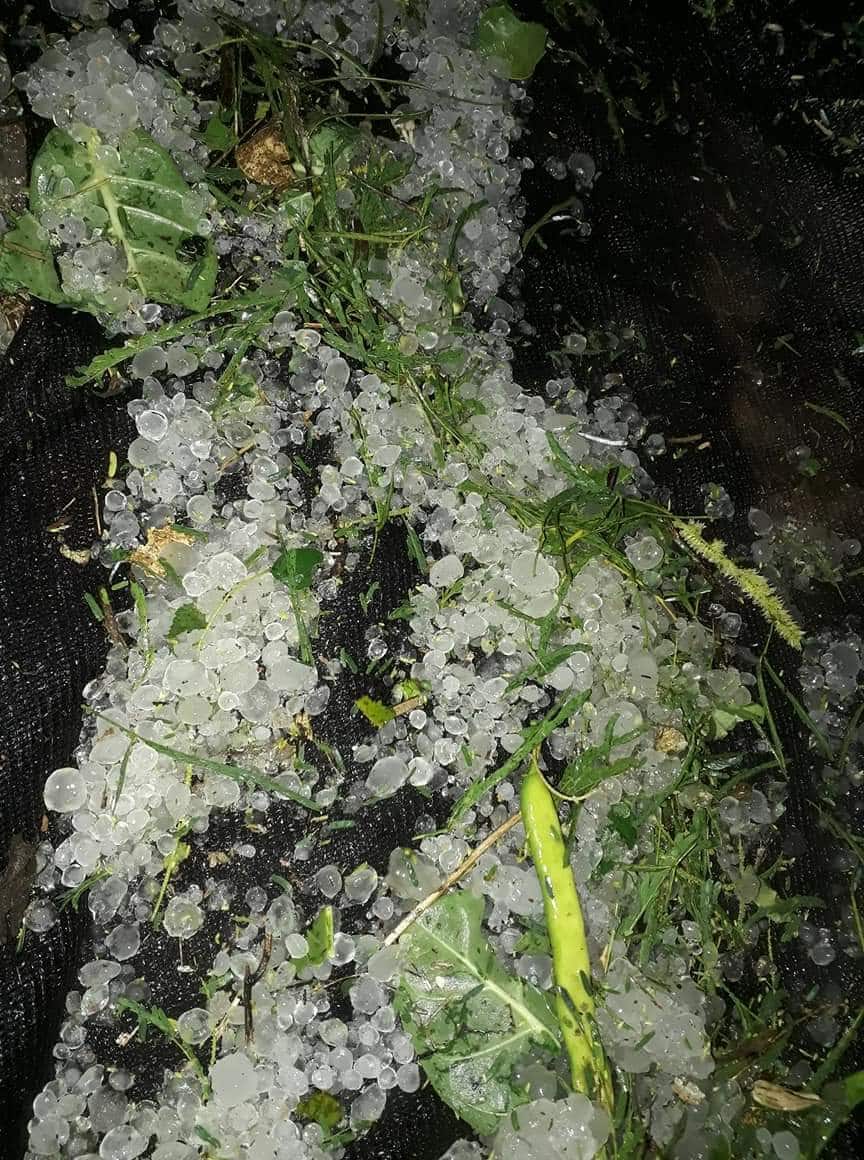 सांगलीतील जत तालुक्यात गारपिटीने मोठं नुकसान, घरांचीही पडझड Farmer faces heavy loss due to hailstorm in Sangli's Jat Tahsil सांगलीतील जत तालुक्यात गारपिटीने मोठं नुकसान, घरांचीही पडझड