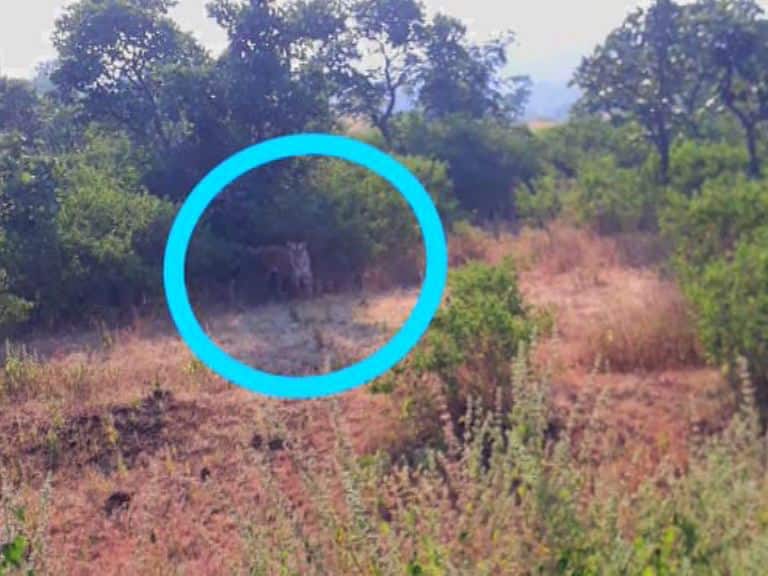यवतमाळची नरभक्षक शोधपथकाच्या कॅमेऱ्यामध्ये कैद yavatmal man eater tigress caught in camera यवतमाळची नरभक्षक शोधपथकाच्या कॅमेऱ्यामध्ये कैद